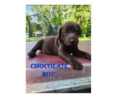 9 Labrador Retriever puppies for sale - 12