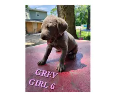 9 Labrador Retriever puppies for sale - 13