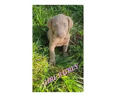 9 Labrador Retriever puppies for sale - 14