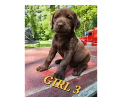 9 Labrador Retriever puppies for sale - 15
