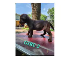 9 Labrador Retriever puppies for sale - 16
