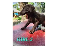 9 Labrador Retriever puppies for sale - 17