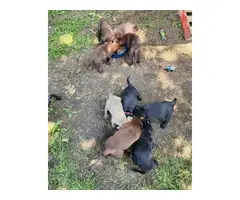 9 Labrador Retriever puppies for sale - 18