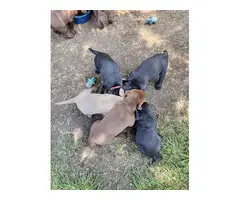 9 Labrador Retriever puppies for sale - 19