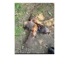 9 Labrador Retriever puppies for sale - 20