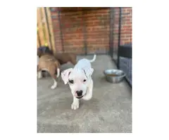 9 week old pitbull puppies