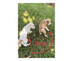 9 week old pitbull puppies - 3