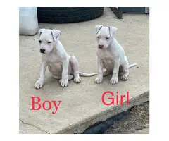 9 week old pitbull puppies - 5