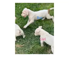 9 week old pitbull puppies - 6