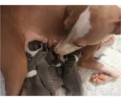 4 Italian Greyhound puppies available - 3