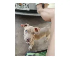 Male red nose Pitbull puppy - 4