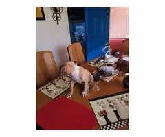 Male red nose Pitbull puppy - 5