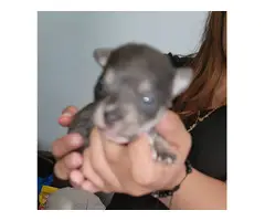 Beautiful Shichi Puppies for sale - 2