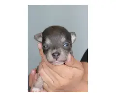 Beautiful Shichi Puppies for sale - 3