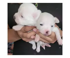 Beautiful Shichi Puppies for sale - 4