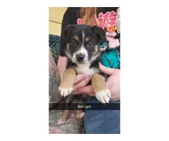 Shepherd/Collie mix puppies for adoption