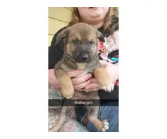 Shepherd/Collie mix puppies for adoption - 2