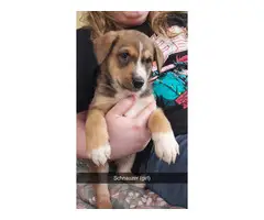Shepherd/Collie mix puppies for adoption - 3