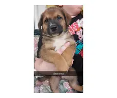 Shepherd/Collie mix puppies for adoption - 4