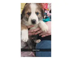 Shepherd/Collie mix puppies for adoption - 5