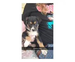 Shepherd/Collie mix puppies for adoption - 6