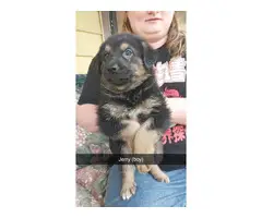 Shepherd/Collie mix puppies for adoption - 7
