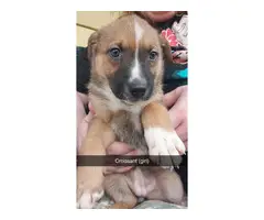 Shepherd/Collie mix puppies for adoption - 8