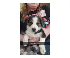 Shepherd/Collie mix puppies for adoption - 9