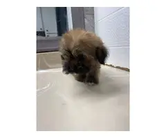 10 weeks old Shit-tzu Dachshund  Mix Male Puppy - 2
