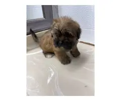 10 weeks old Shit-tzu Dachshund  Mix Male Puppy - 4