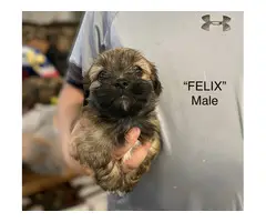 10 weeks old Shit-tzu Dachshund  Mix Male Puppy - 8