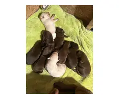 8 adorable Labrador Retriever puppies for sale