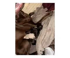 8 adorable Labrador Retriever puppies for sale - 2