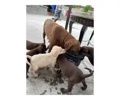 8 adorable Labrador Retriever puppies for sale - 3