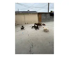 8 adorable Labrador Retriever puppies for sale - 4