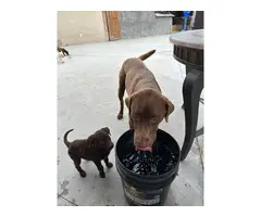 8 adorable Labrador Retriever puppies for sale - 8