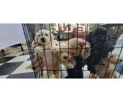 10 Schnoodle puppies for sale - 12
