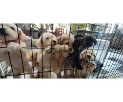 10 Schnoodle puppies for sale - 13