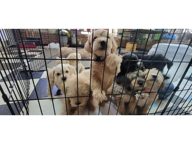 10 Schnoodle puppies for sale - 14/14