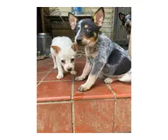 3 blue heeler puppies looking for a good home