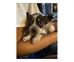 3 blue heeler puppies looking for a good home - 2