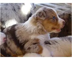 Standard size Australian Shepherd Male puppies for sale - 3