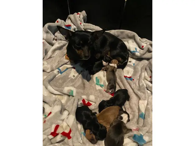 6 Chihuahua dachshund mix puppies for sale - 4/4