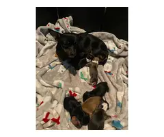 6 Chihuahua dachshund mix puppies for sale - 4