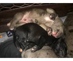 5 Daniff puppies looking for homes - 2