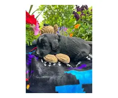 1 Male Shepadoodle puppy for sale