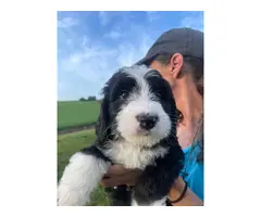 Standard bernedoodle puppies for sale