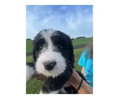 Standard bernedoodle puppies for sale - 2