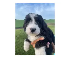 Standard bernedoodle puppies for sale - 3