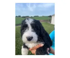 Standard bernedoodle puppies for sale - 4